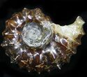 Polished, Agatized Douvilleiceras Ammonite - #29289-1